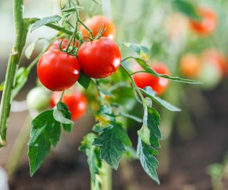 Ripe red tomatoes growing on a tomato plant