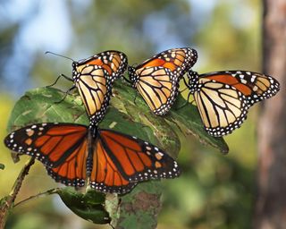 monarch butterfly, milkweed (Danaus plexippus), group sits on a shrub,