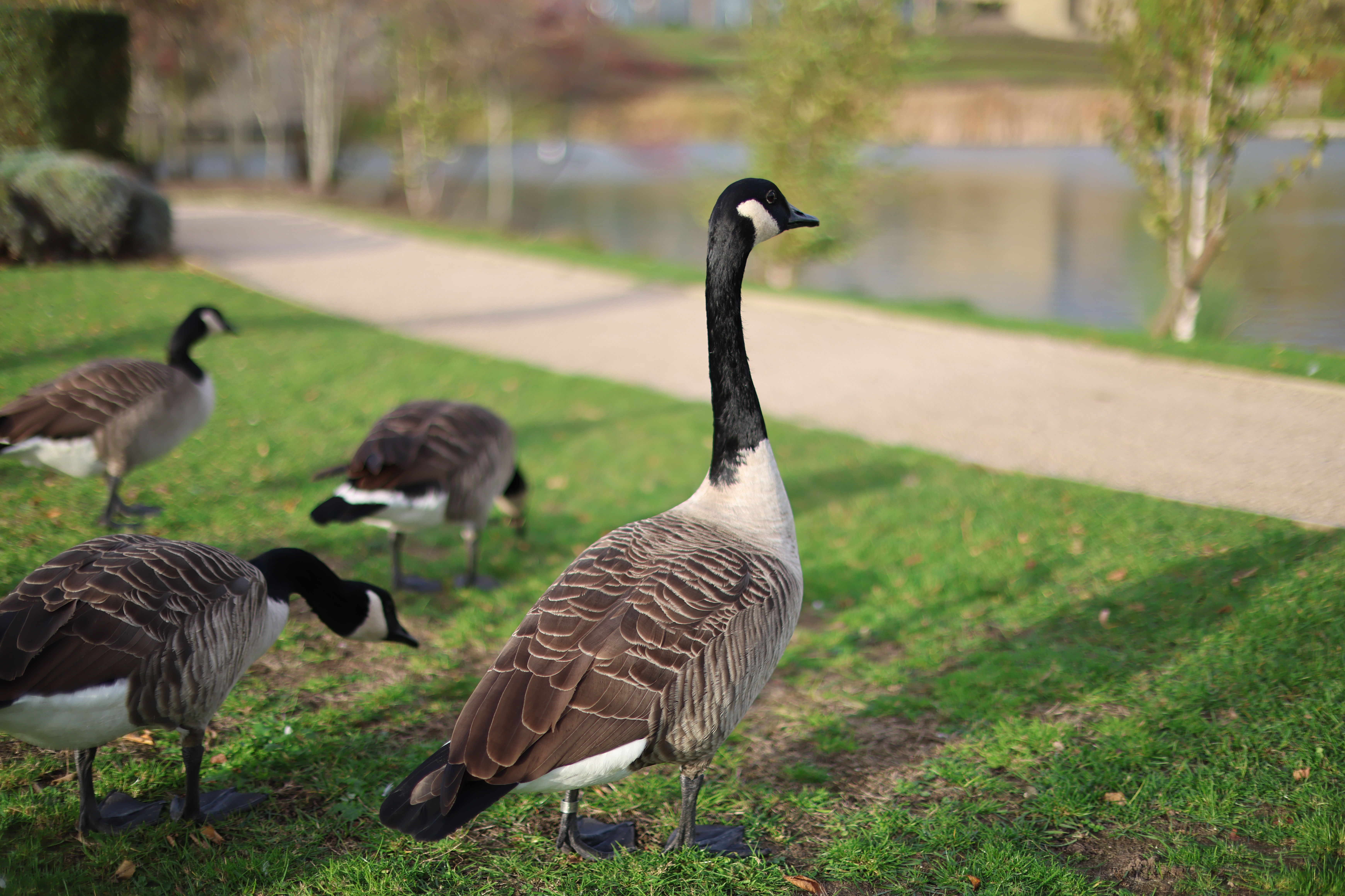 Sample image taken on the Canon RF 45mm f/1.2 STM