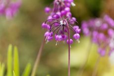 Nodding onion