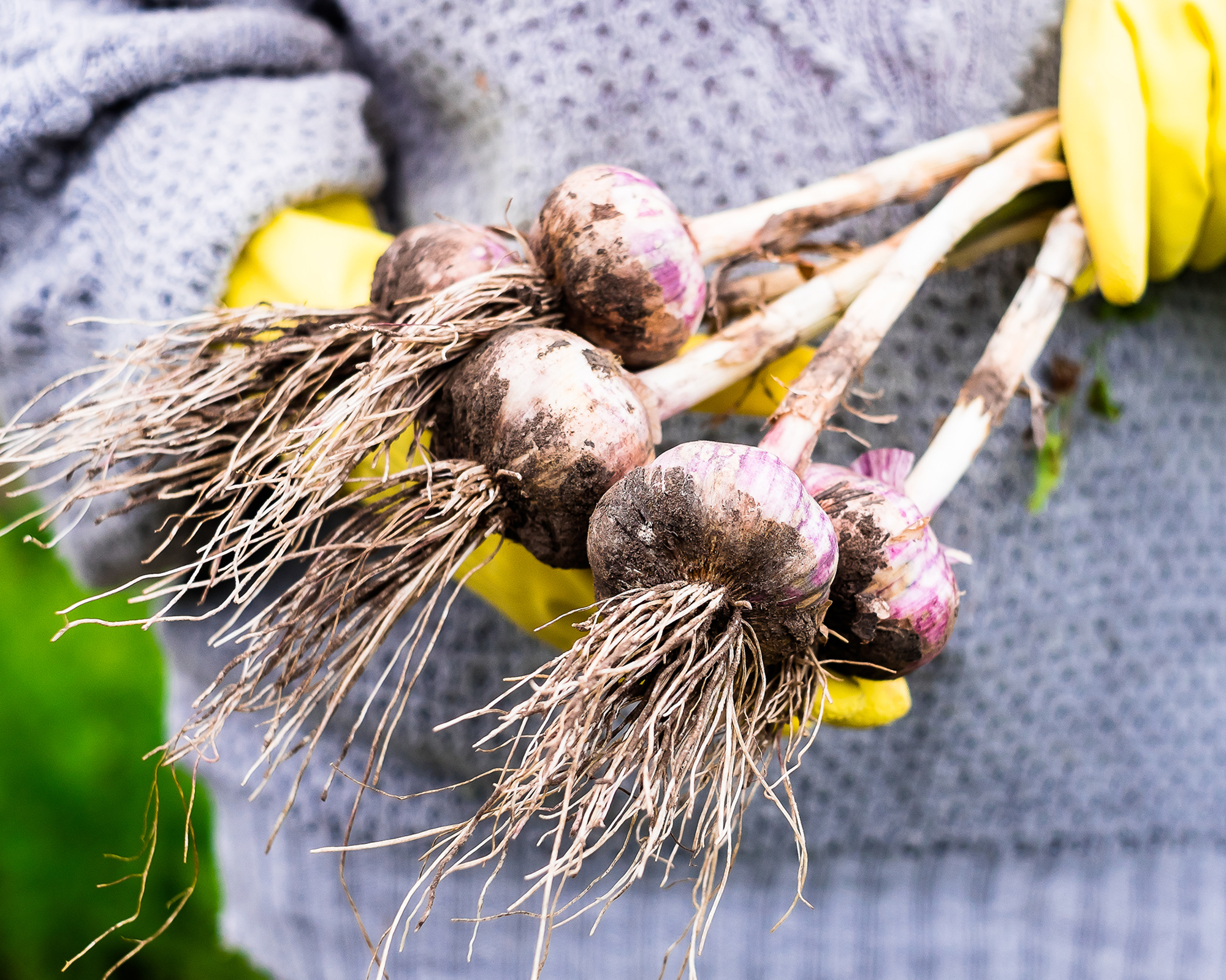 Gardener holds freshly harvested garlic