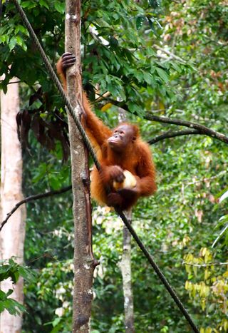 In the Malay language orangutan means “person of the forest.”