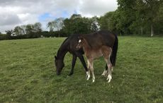 Tomatillo foals
