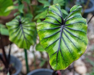 Colocasia Pharaoh's Mask elephant ear