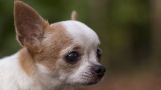 Chihuahua head shot