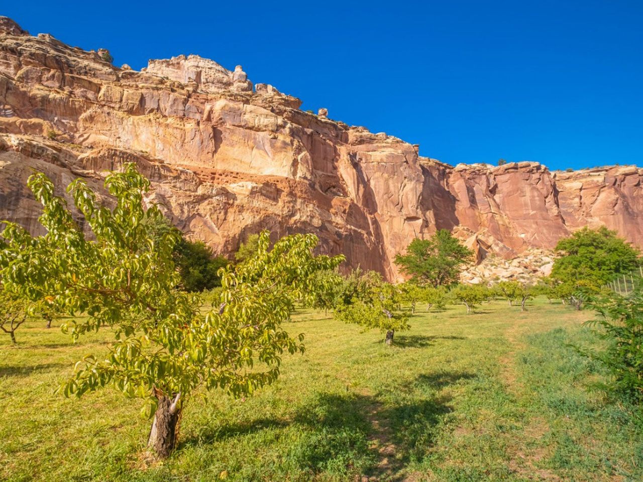 Fruit Trees Growing In The Desert