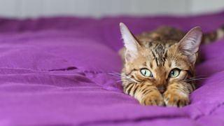 Savannah cat lying in the bed
