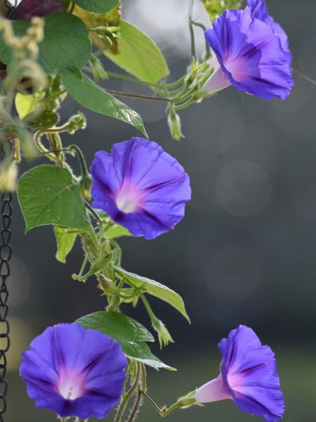 Purple Morning Glory Vines