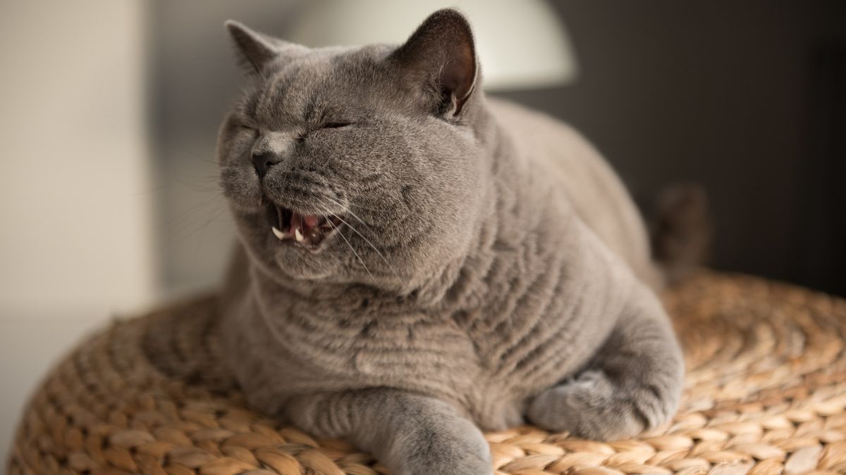 Why can't house cats roar?