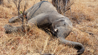 The body of a small elephant lies in the centre of the frame against tall dried grass in Botswana.