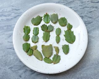 Thanksgiving cactus cuttings left to callus on a plate