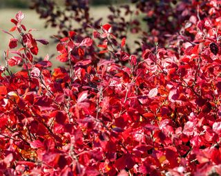 Fragrant sumac Rhus aromatica