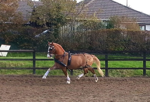 Emily Ham's pony Alfie being long-reined