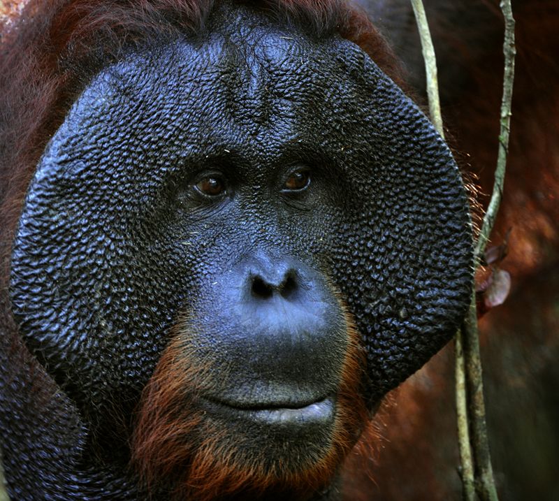 orangutan