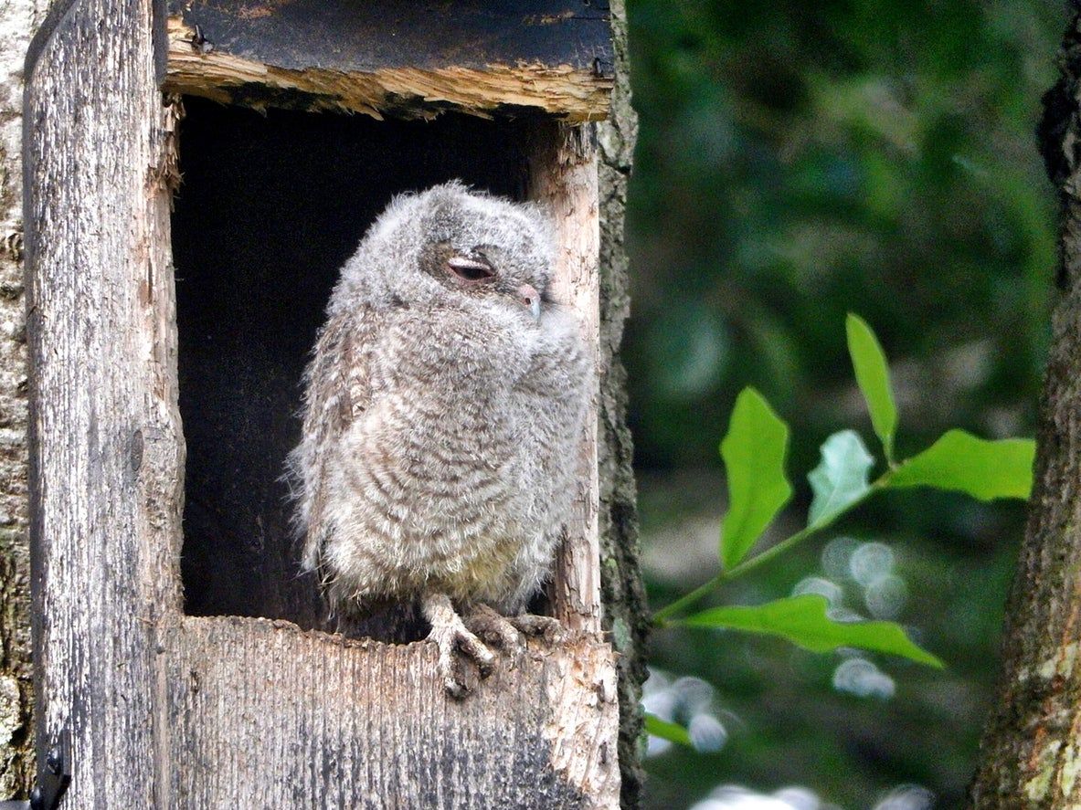 Owl Preaching From Wooden Box