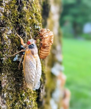 A Brood X cicada emerging in Maryland