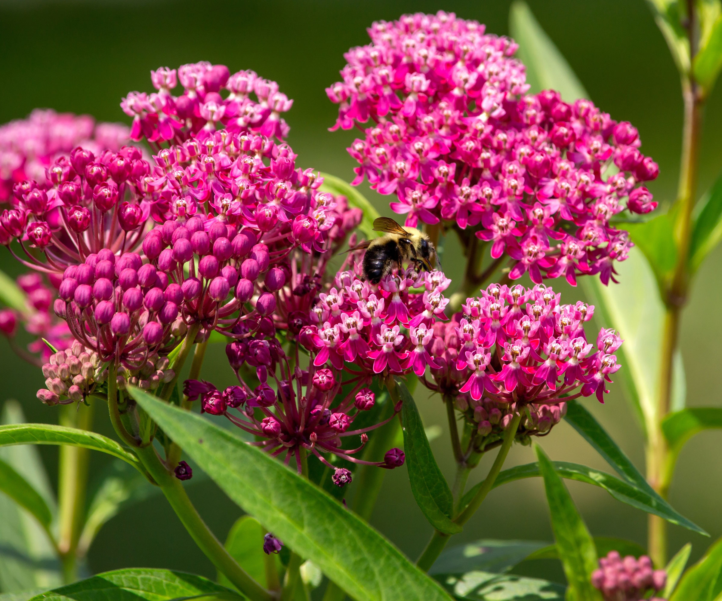 swamp milkweed with pink flowers