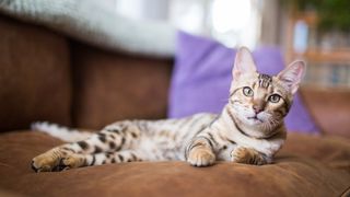 Bengal cat