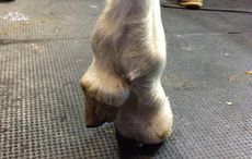 five-legged-foal.jpg