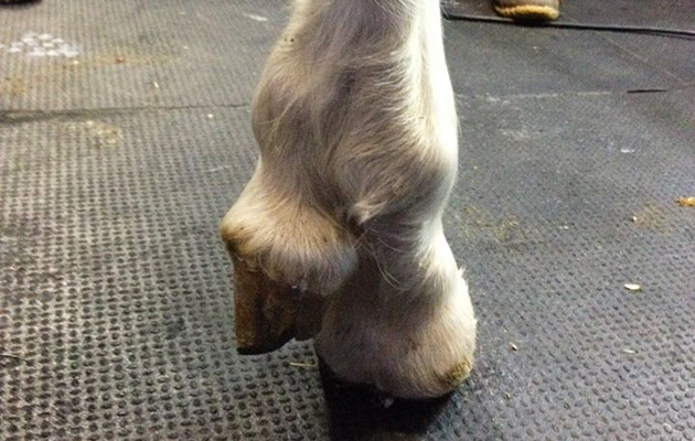 five-legged-foal.jpg