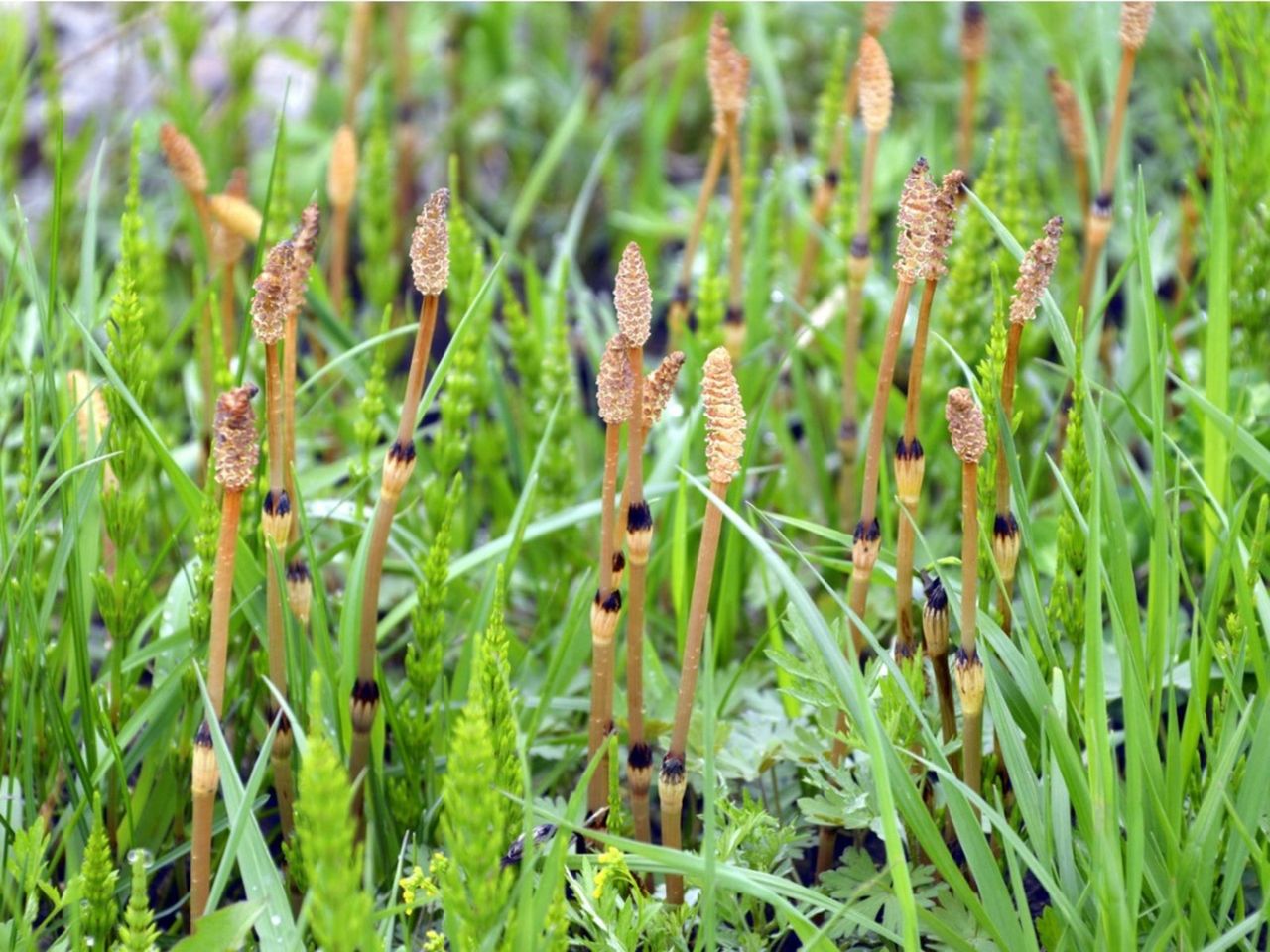 horsetail weeds