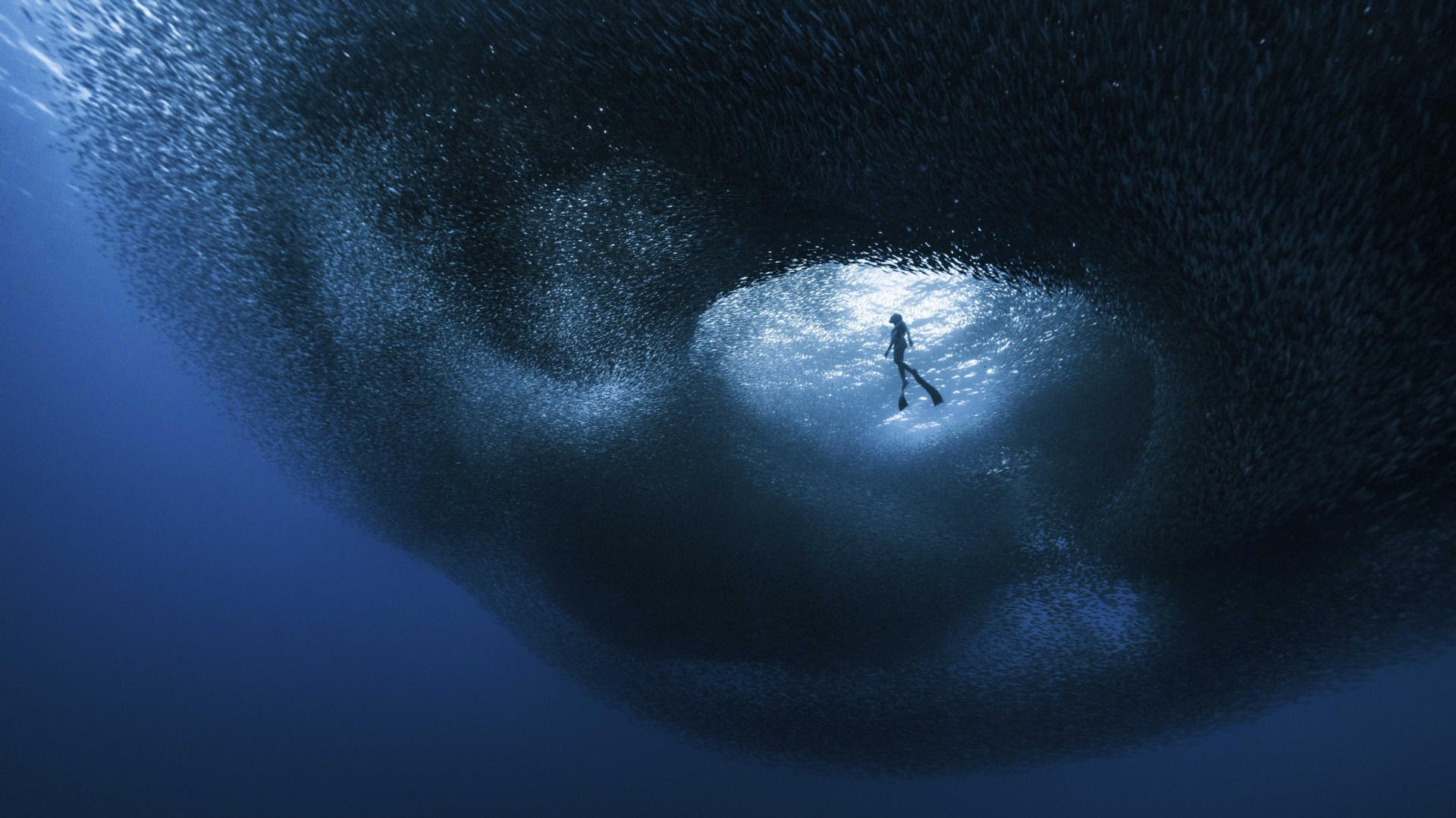 A lone freediver hovers in a shaft of light at the centre of a vast, swirling school of sardines that curves around her like a dark tunnel.