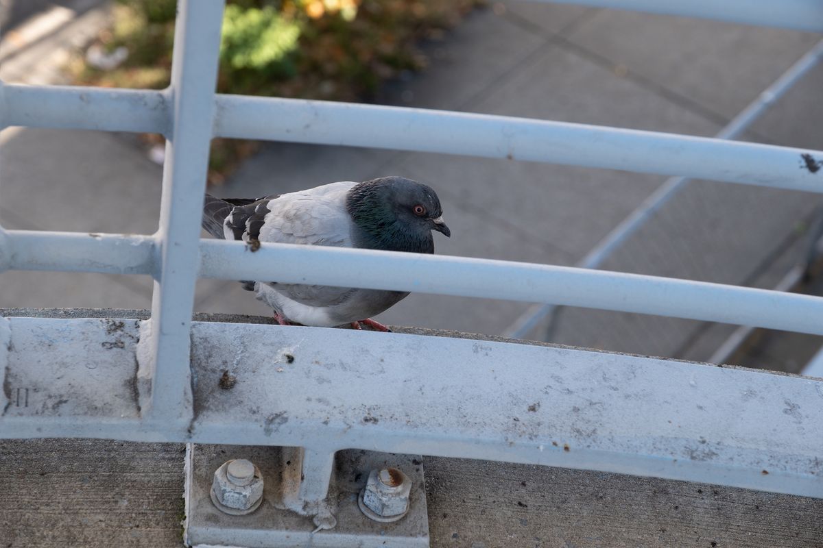 Fujifilm X-T5 sample photo of pigeon