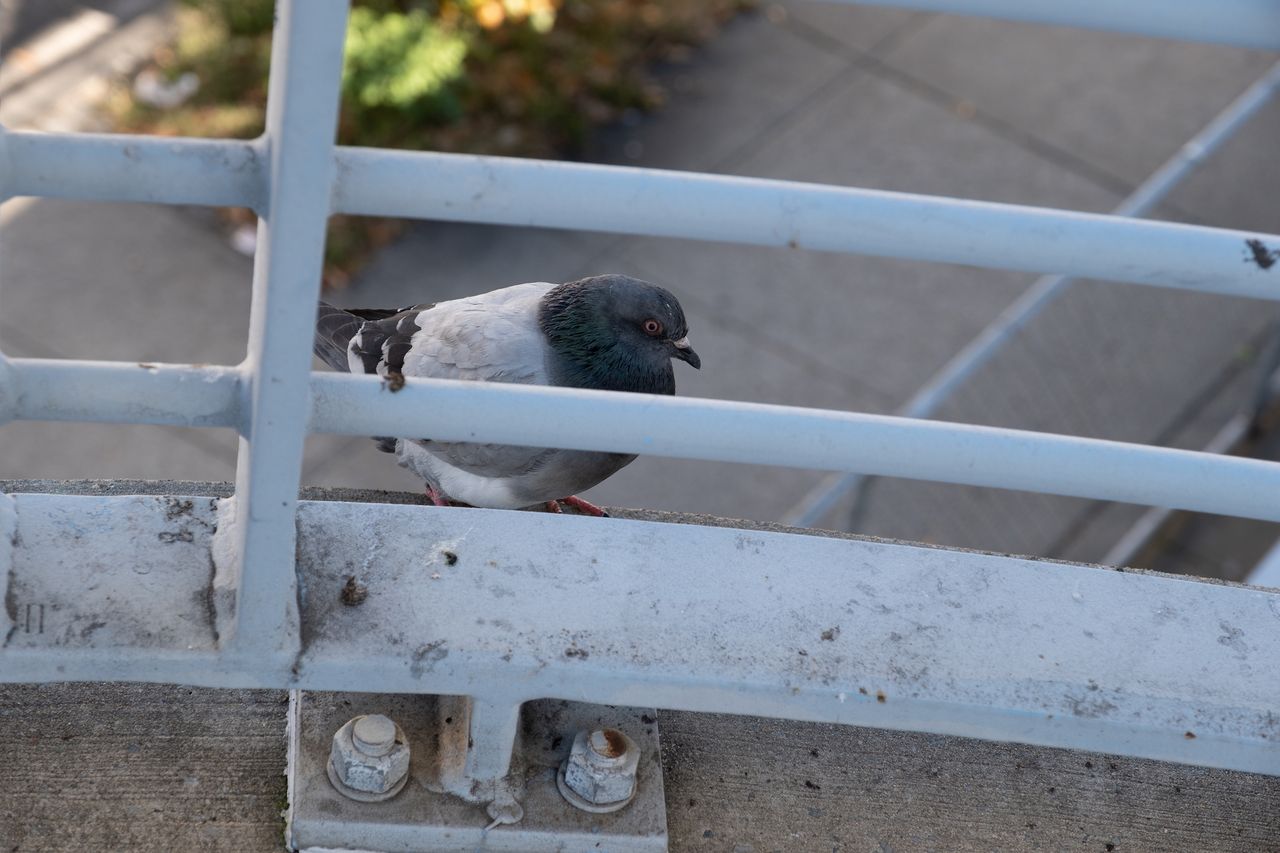 Fujifilm X-T5 sample photo of pigeon
