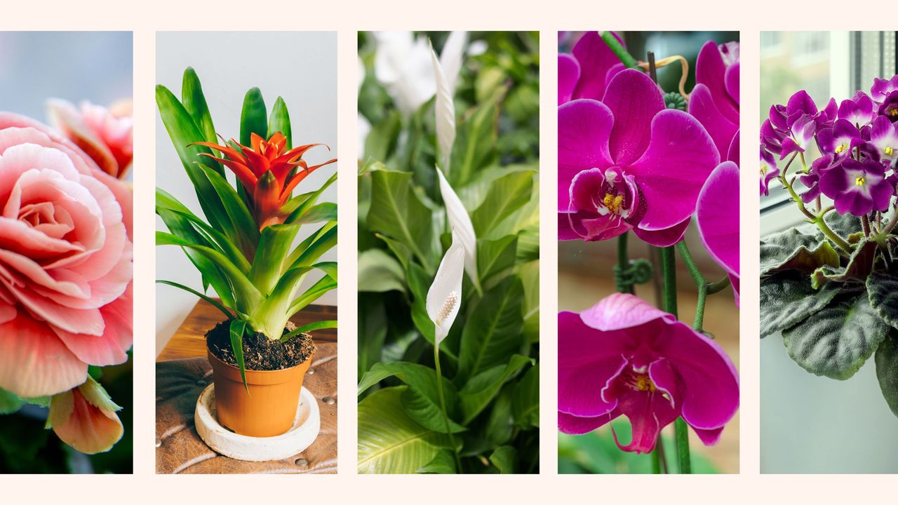 composite of 5 different flowering houseplants