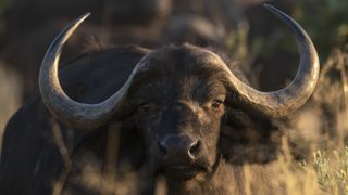 an African buffalo facing the camera with large horns