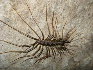 cave-large-centipede-110421-02