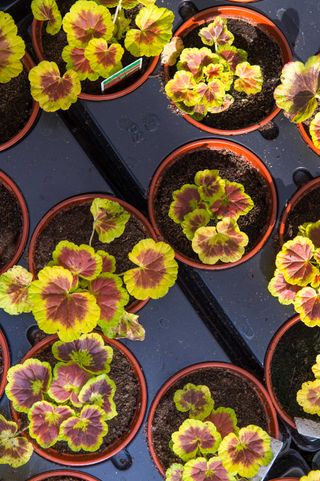 pelargonium cuttings in pots