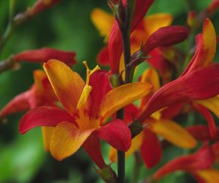 Crocosmia ‘Jackanapes’