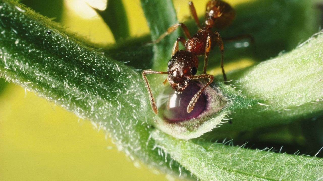 An ant on the nectary of a plant