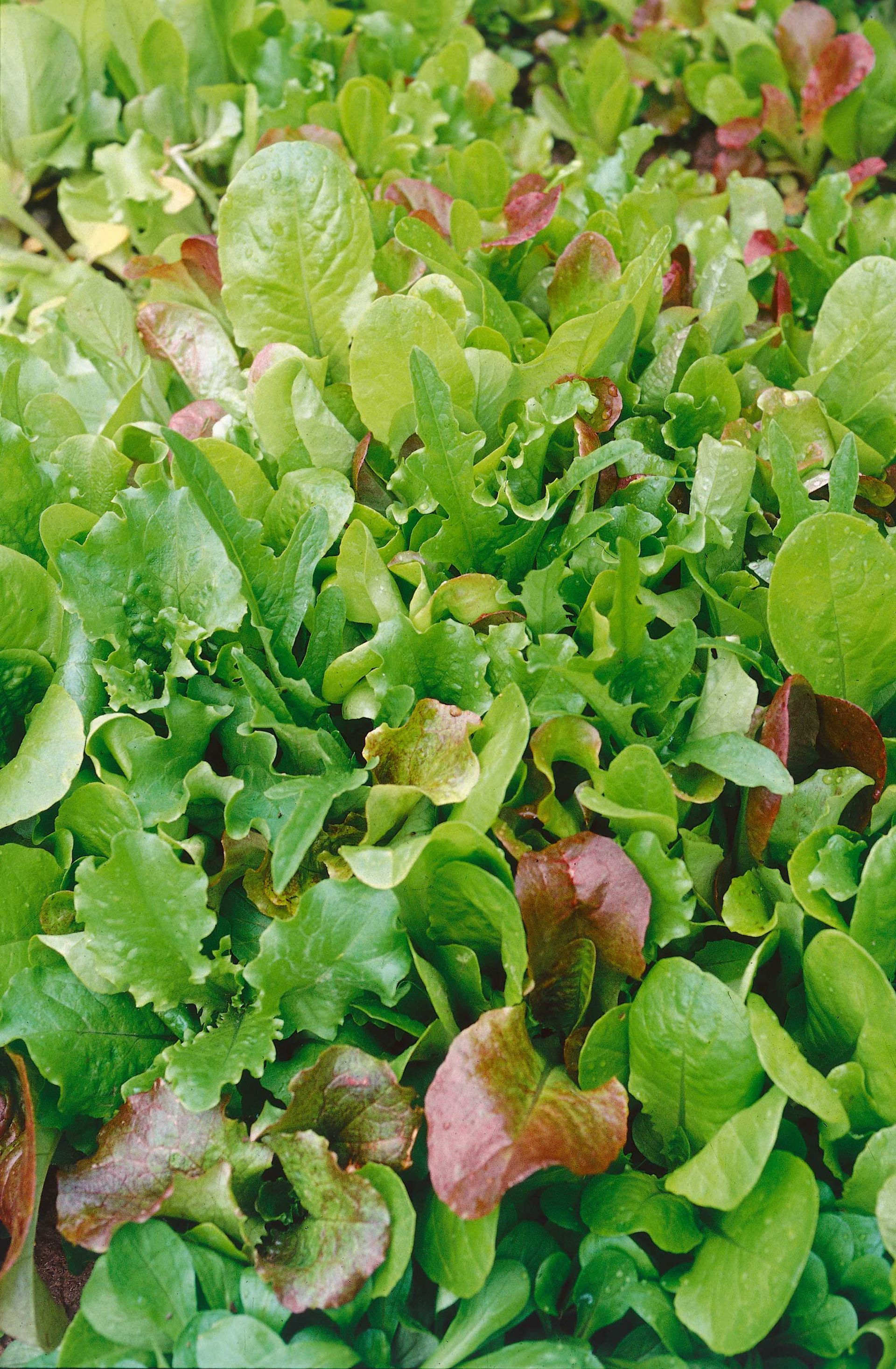 Vegetables to plant in July: 10 crops to sow and grow this month 10 lettuce growing in veg bed