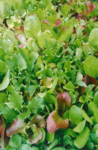 lettuce growing in veg bed