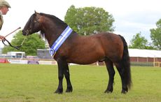 Moortown-Crusader-Cuddy-Champion-Moortown-Crusader409CJ33._89428191_191072451.jpg