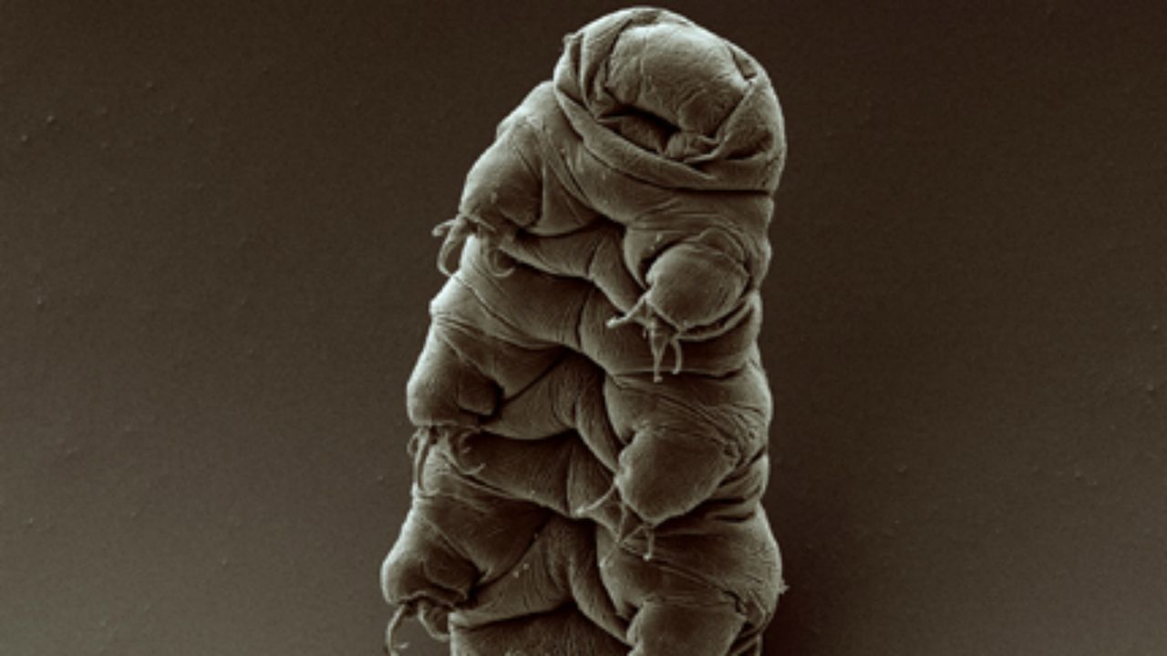 Tardigrade