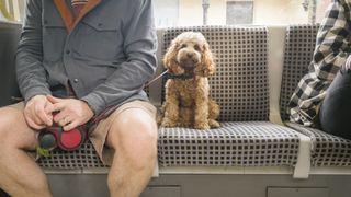 Dog on public transport