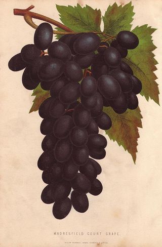 Ripe dark fruit and leaves of Madresfield Court Grape, Vitis vinifera