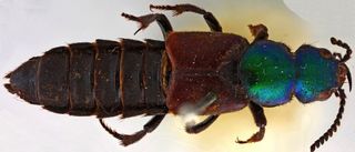 Charles Darwin collected the beetle specimen during his historic trip aboard the HMS Beagle more than 180 years ago.