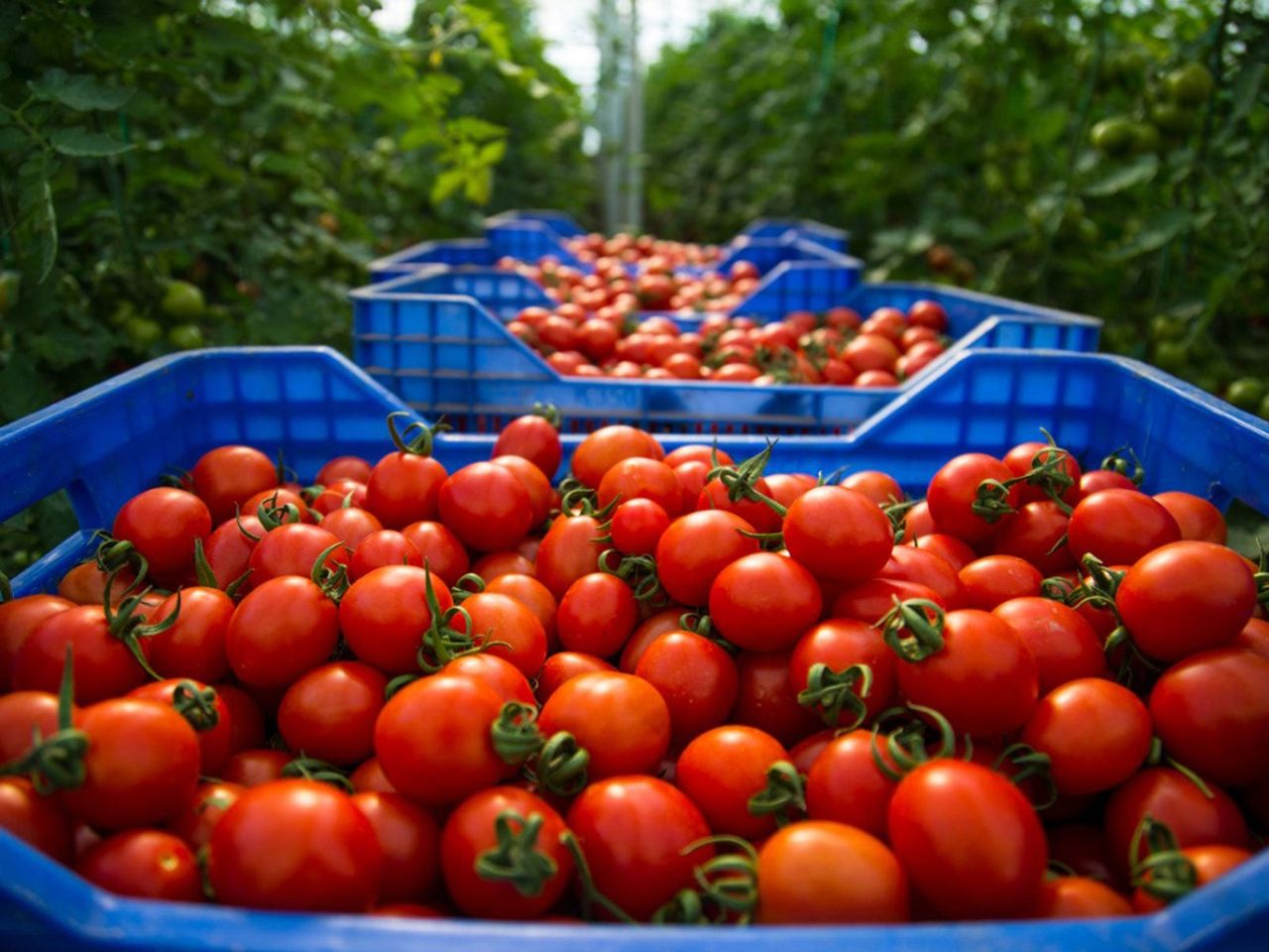 Blue Bins Full Of Red Tomato Fruits