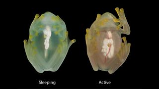 Side by side comparison of a glassfrog photographed during sleep and while active, using a flash, to show the difference in red blood cell perfusion within the circulatory system.