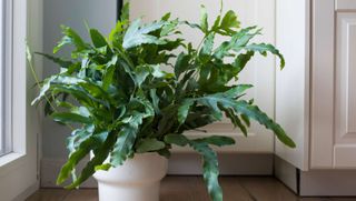 Large blue star fern in a white pot on the floor by a door