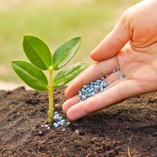 hand fertilizing young plant with granular feed