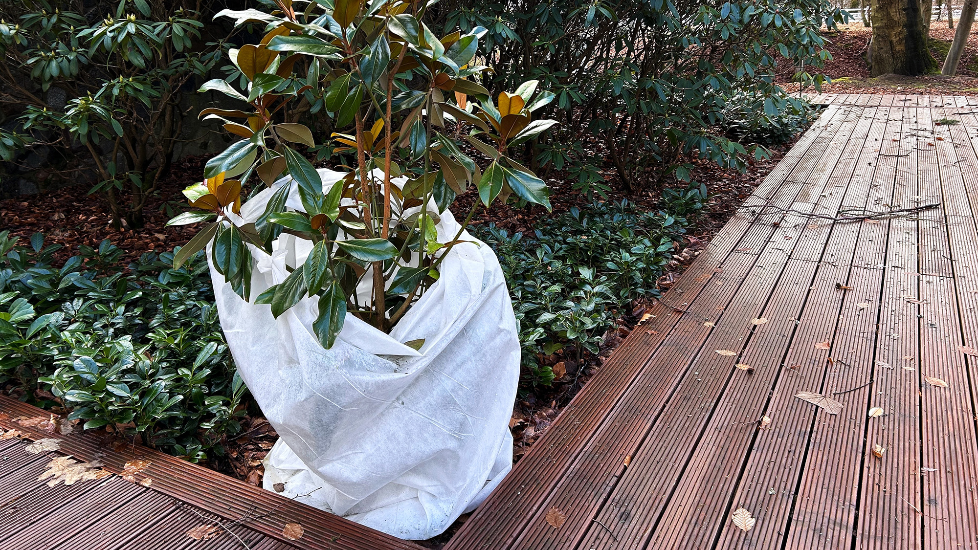Shrub wrapped in plant fleece