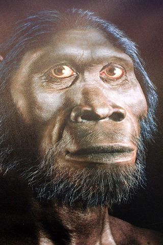 Homo ergaster, Sterkfontein Caves, human ancestor, missing link,