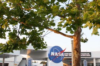 Moon Tree at NASA's Kennedy Space Center