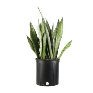 A tall snake plant in a black pot