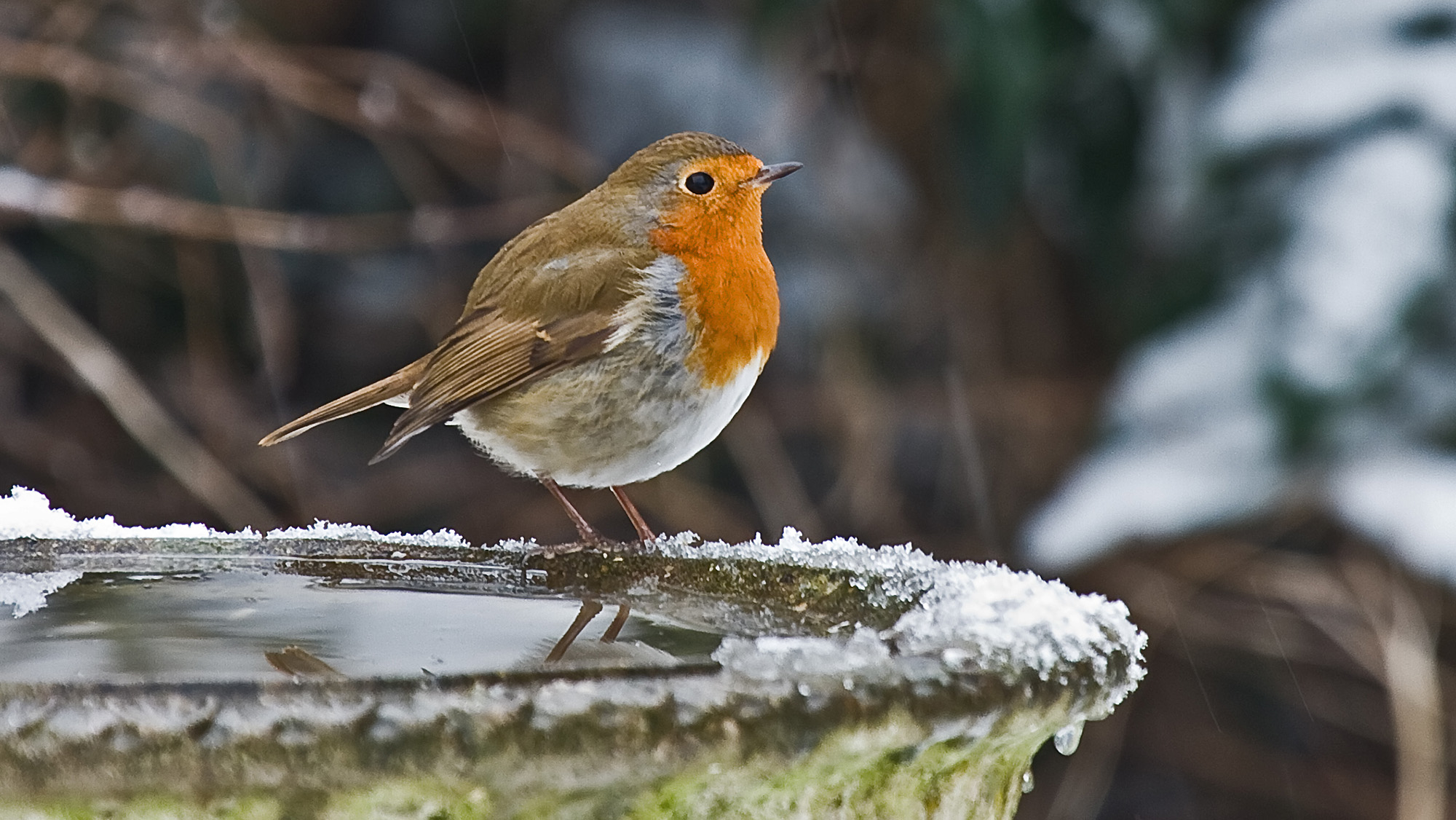 Robin on top of icy bird bath
